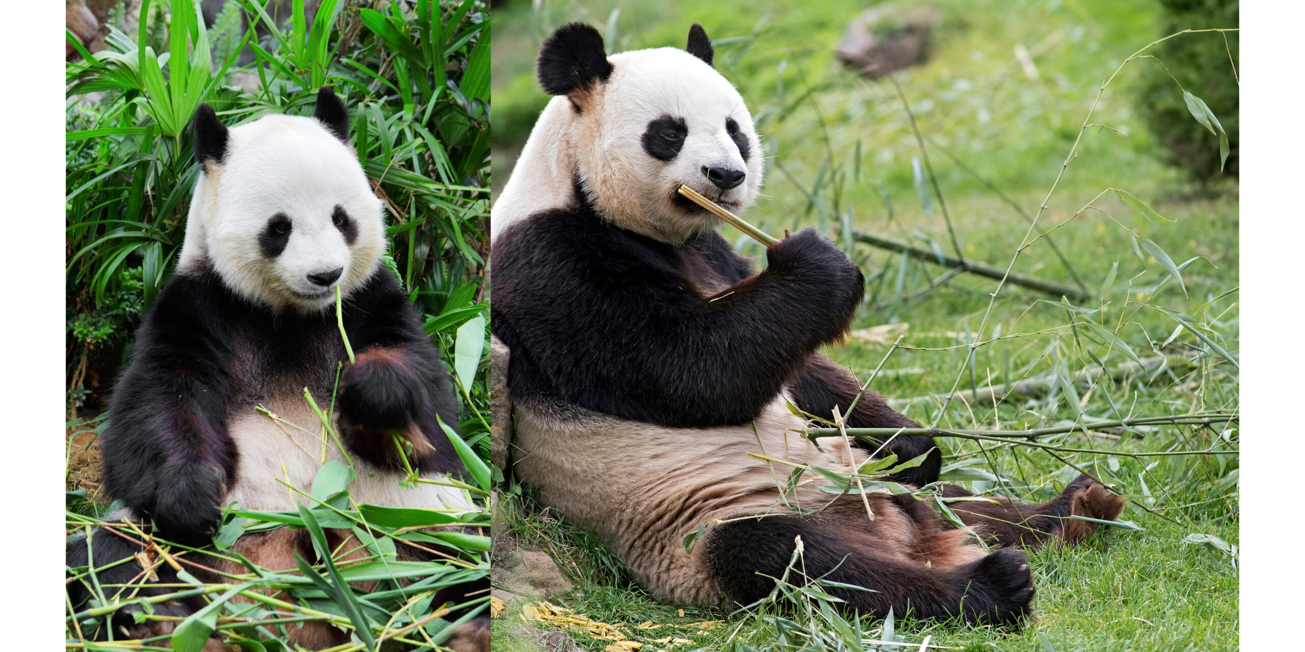 Giant panda eating bamboo in a lush green forest – peaceful wildlife scene showing daily panda behavior