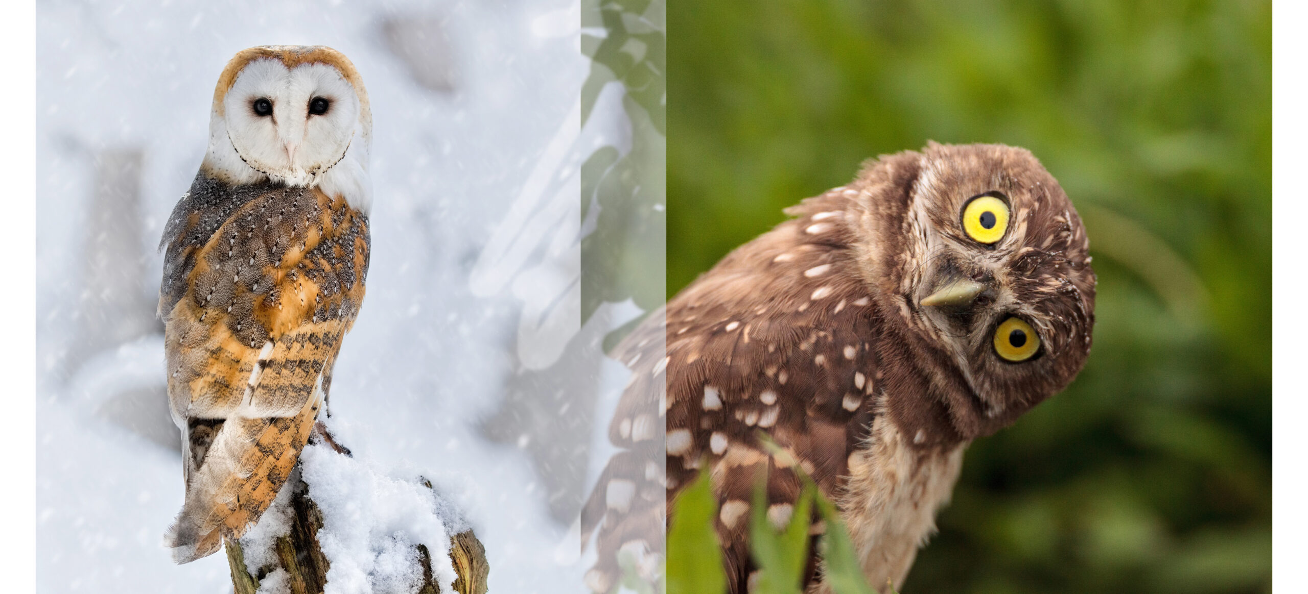Owl turning its head nearly all the way around – showcasing 270-degree neck rotation in a nocturnal bird of prey