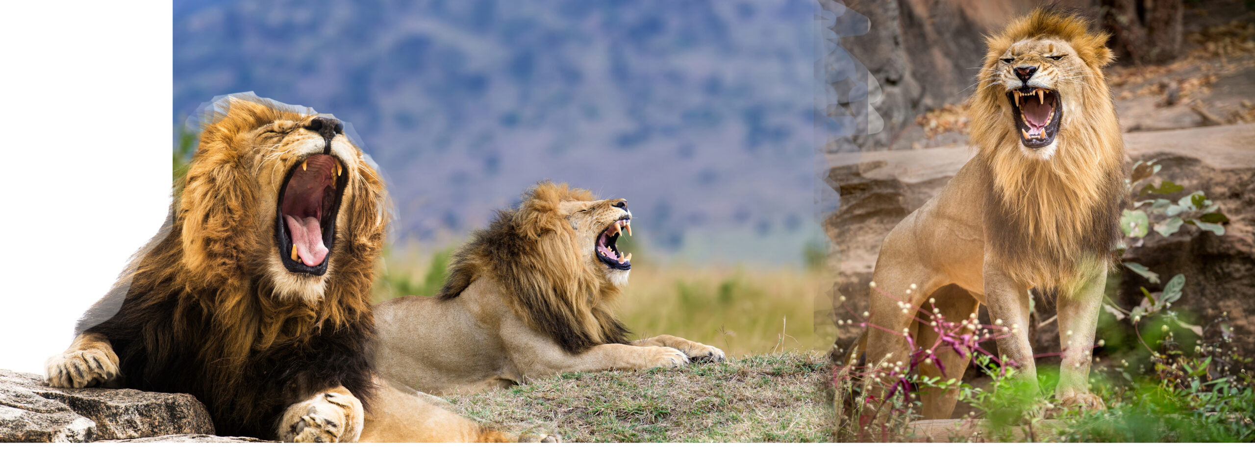 Male lion roaring loudly in the African savanna – powerful vocalization heard up to 5 miles away