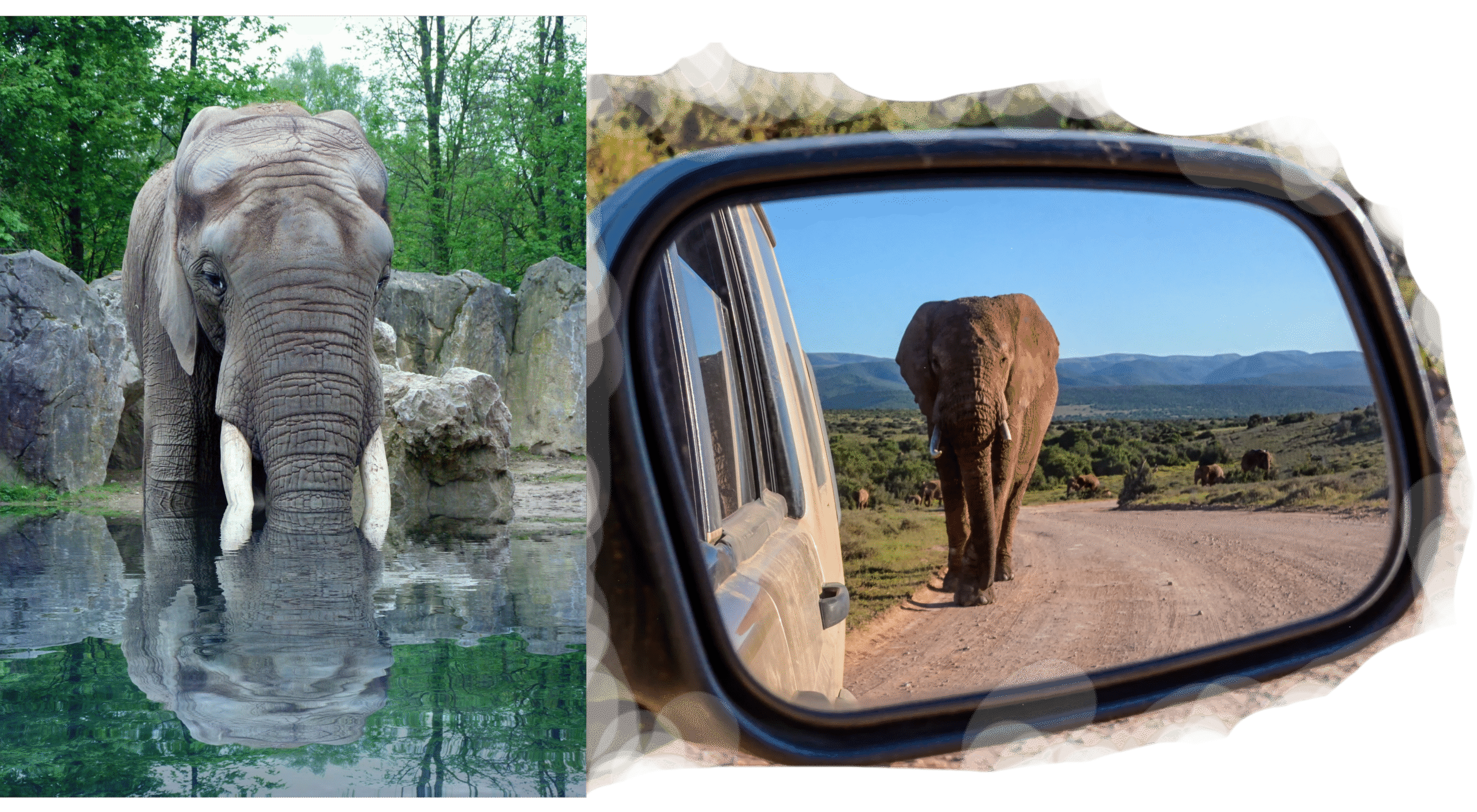 Asian elephant looking at its reflection – demonstrating self-awareness and mirror recognition in intelligent animals"