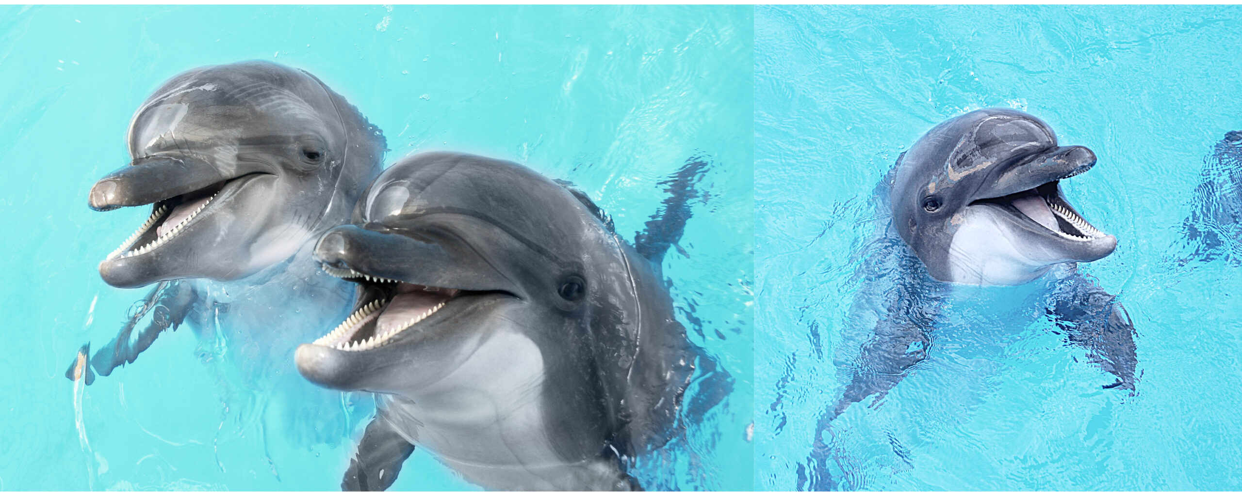 Bottlenose dolphins swimming together in clear ocean water – intelligent marine mammals using unique vocal whistle